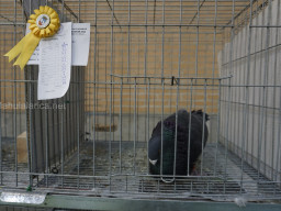 XIV Concurso Exposición de Palomas de Raza en Mula 2024